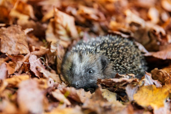 Le hérisson d'Europe hiberne parfois dans les tas de feuilles mortes © IStock